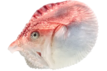 Greater Argonaut