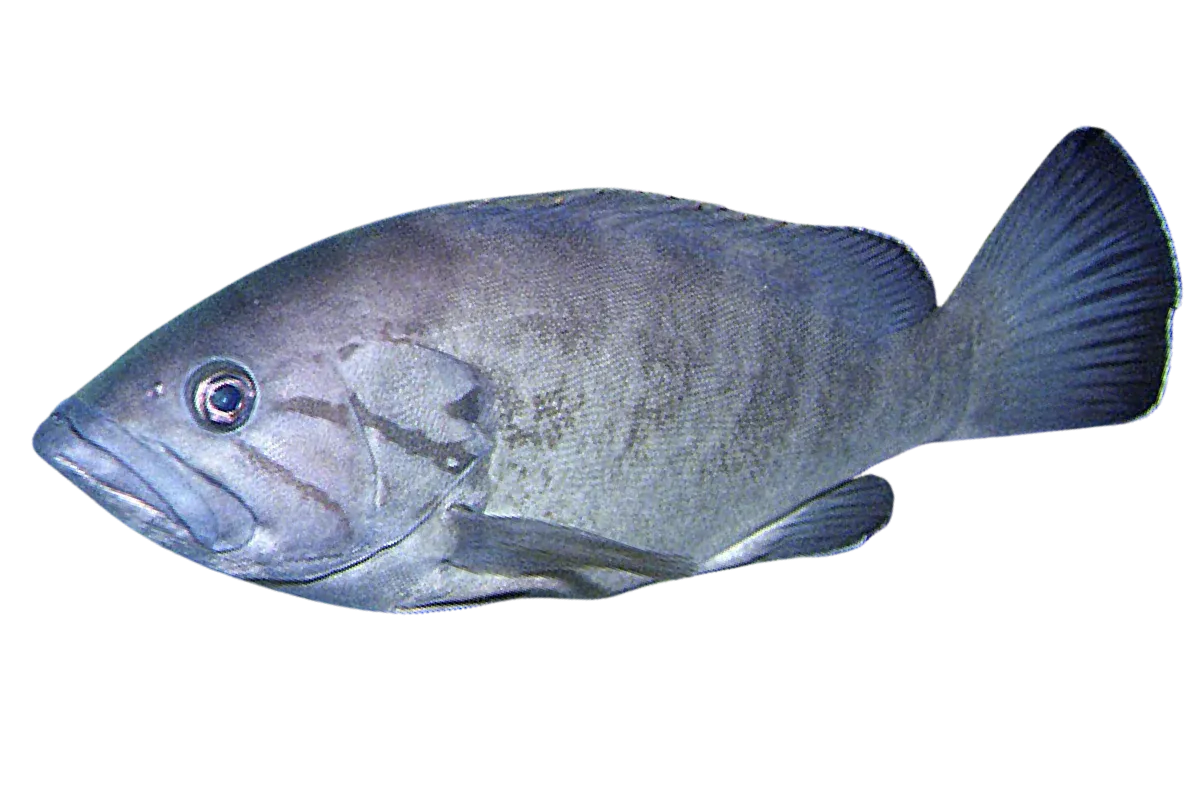 Dogtooth Grouper (Epinephelus caninus)