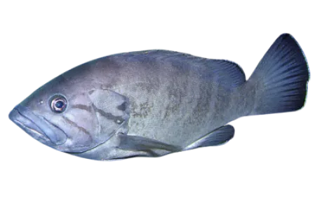 Dogtooth Grouper