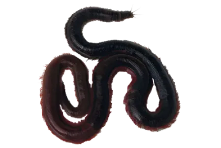 Acrobat Korean Worm