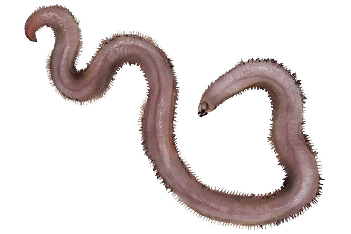 American Bloodworm (Glycera dibranchiata)