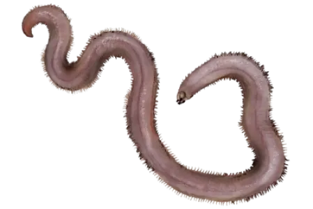 American Bloodworm