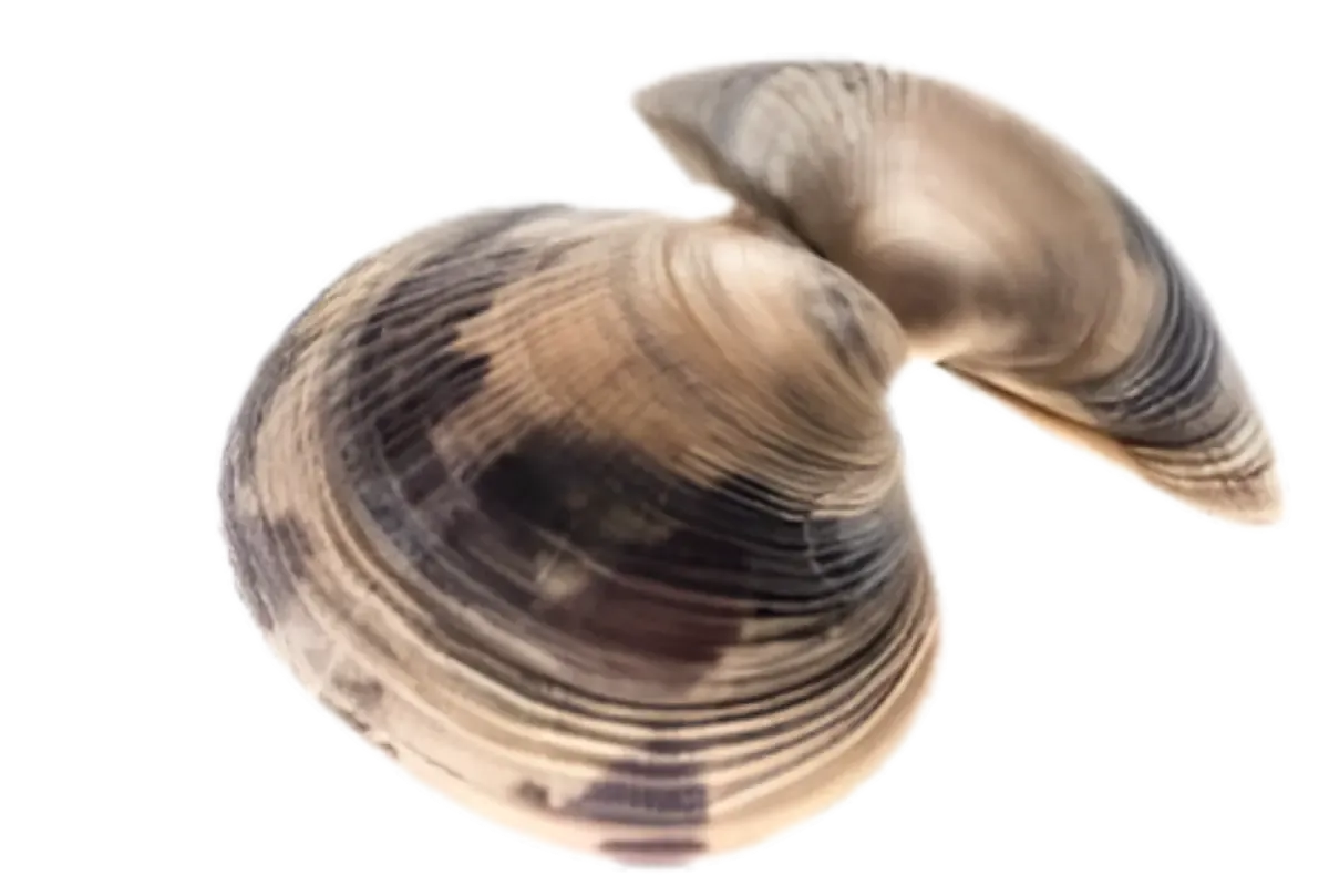 Carpet Shell Clam (Ruditapes decussatus (syn. Venerupis decussata))