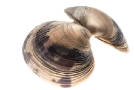 Carpet Shell Clam