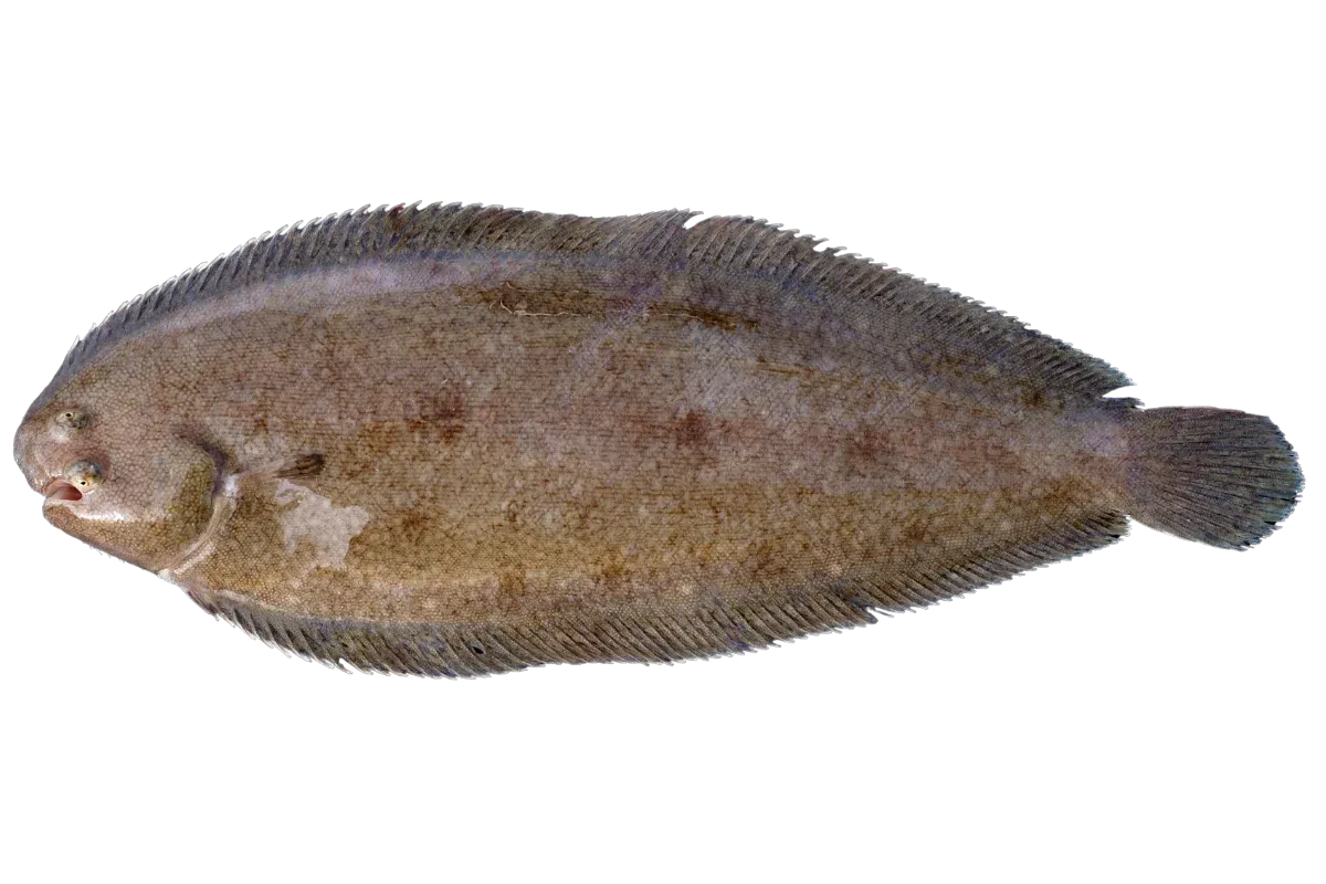 Sole (Solea solea)