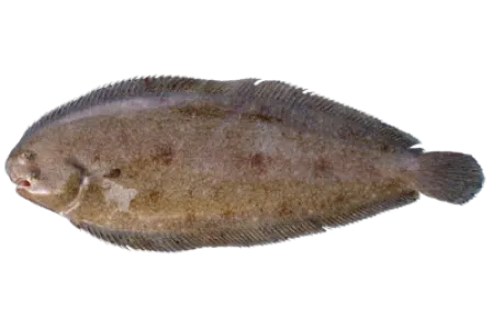 Sole