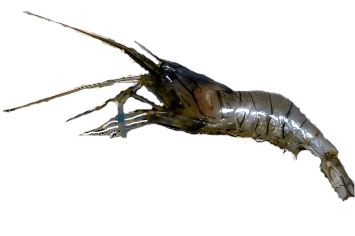 Live Shrimp (Palaemon elegans / Palaemon adspersus)