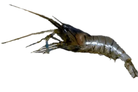 Live Shrimp