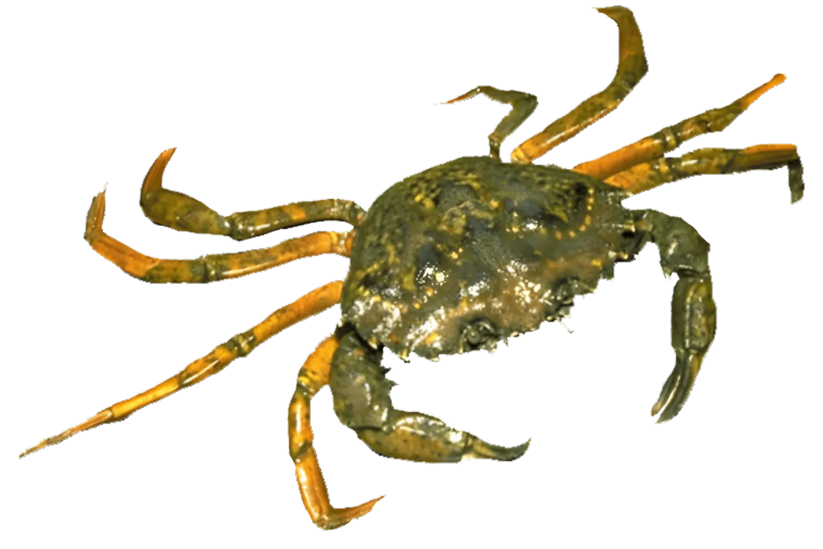 Shore Crab (Carcinus aestuarii / Pachygrapsus marmoratus)