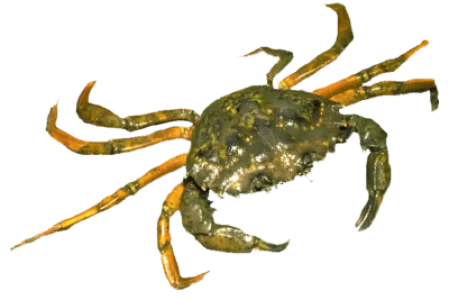 Shore Crab