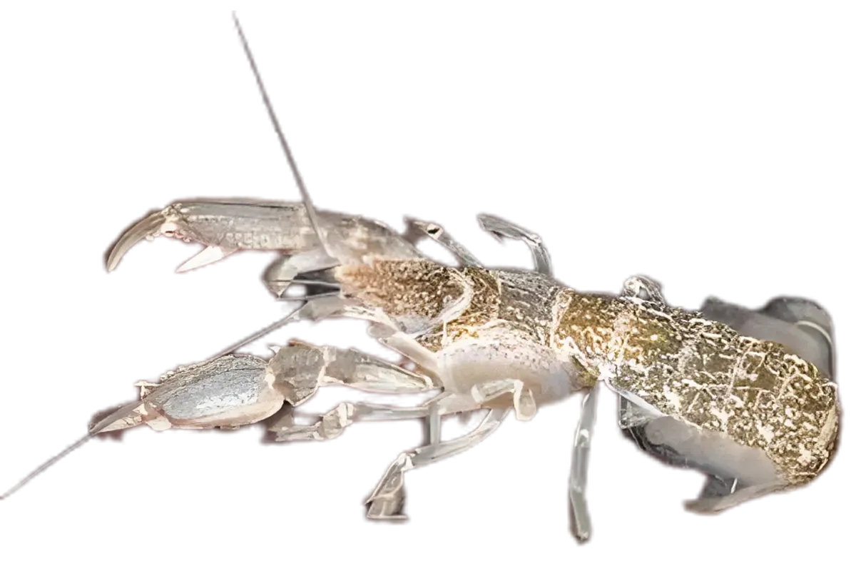 Καραβιδάκι (Upogebia pusilla)