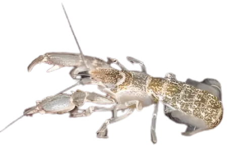 Mud Shrimp