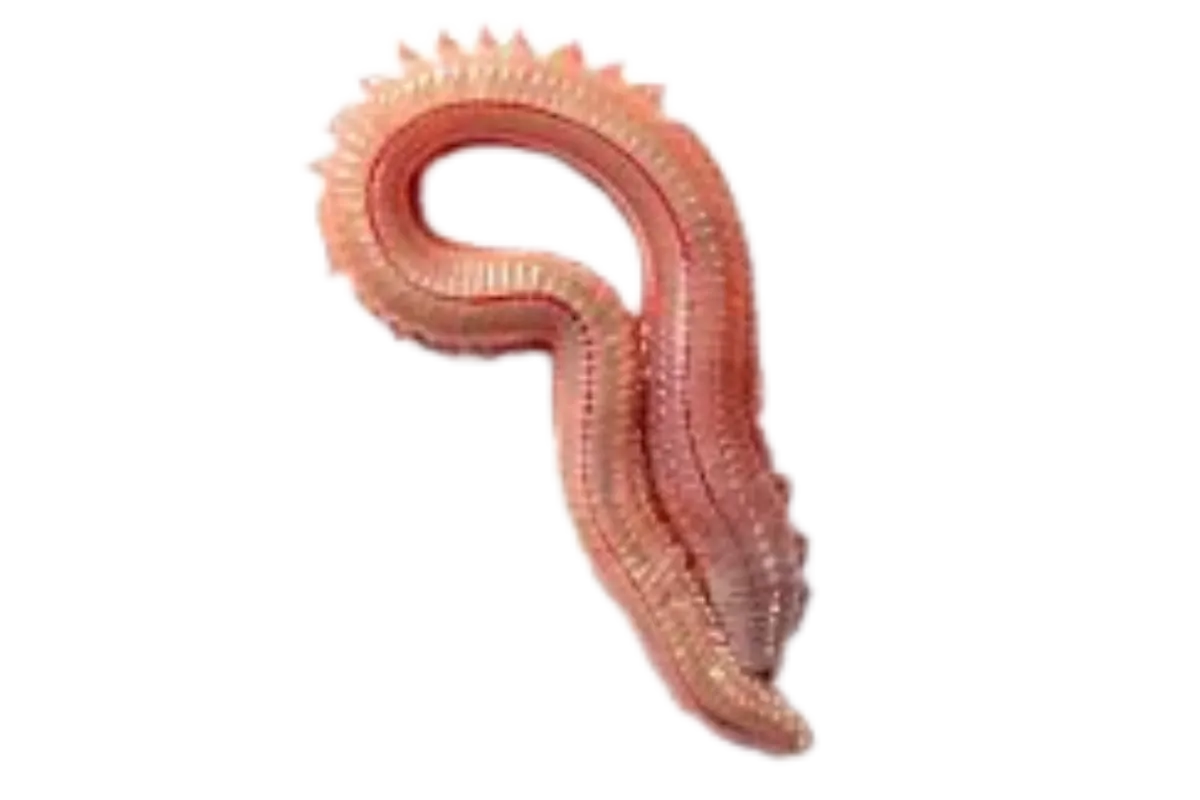 Red Sand worm (Scoletoma laurentiana (syn. Lumbrineris impatiens))