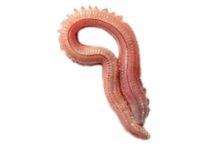 Red Sand worm