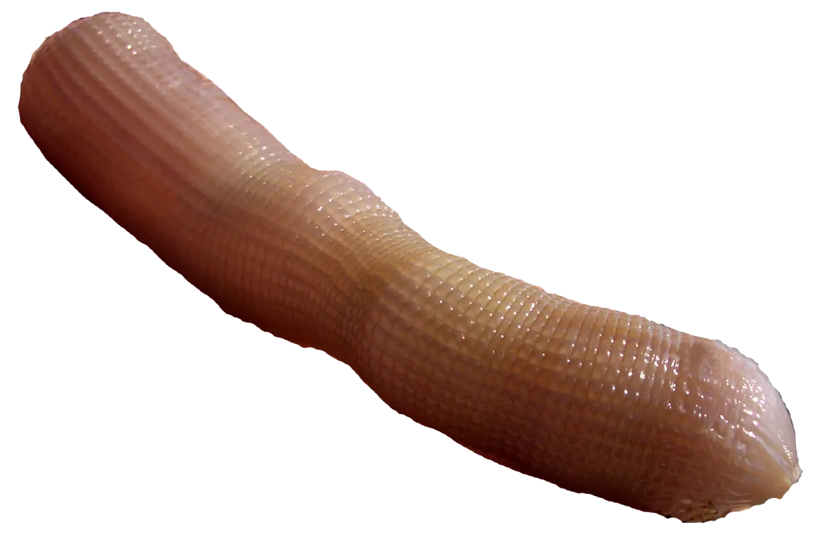 Μάνα (Perinereis cultrifera (Nereididae))