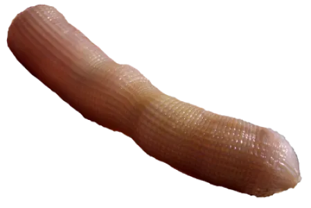 Mana Ragworm