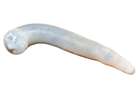 Bibi Worm