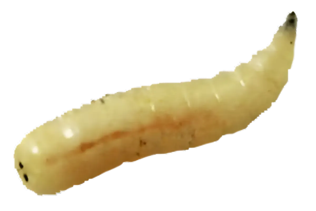 Maggot (Fly Larva) (Calliphora vomitoria / Lucilia sericata (Calliphoridae))