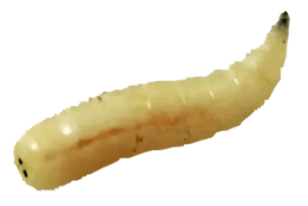Maggot (Fly Larva)