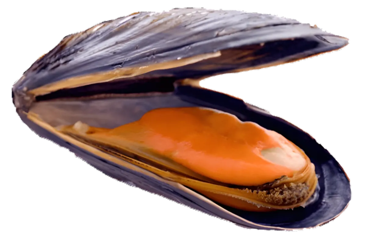 Μύδι (Mytilus galloprovincialis)