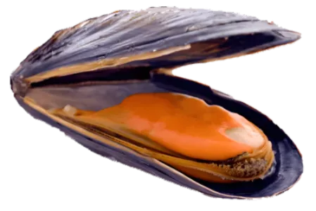 Mussel