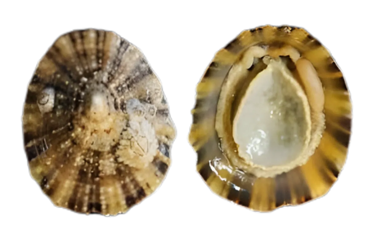 Mediterranean Limpet (Patella caerulea)