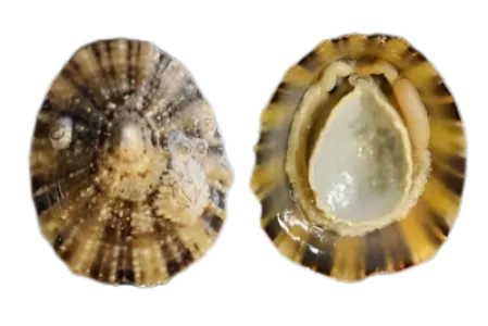 Mediterranean Limpet