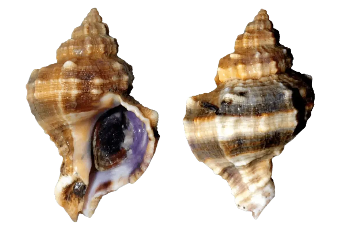 Purple Dye Murex (Hexaplex trunculus)