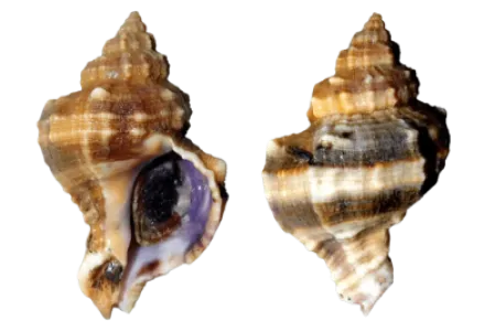 Purple Dye Murex