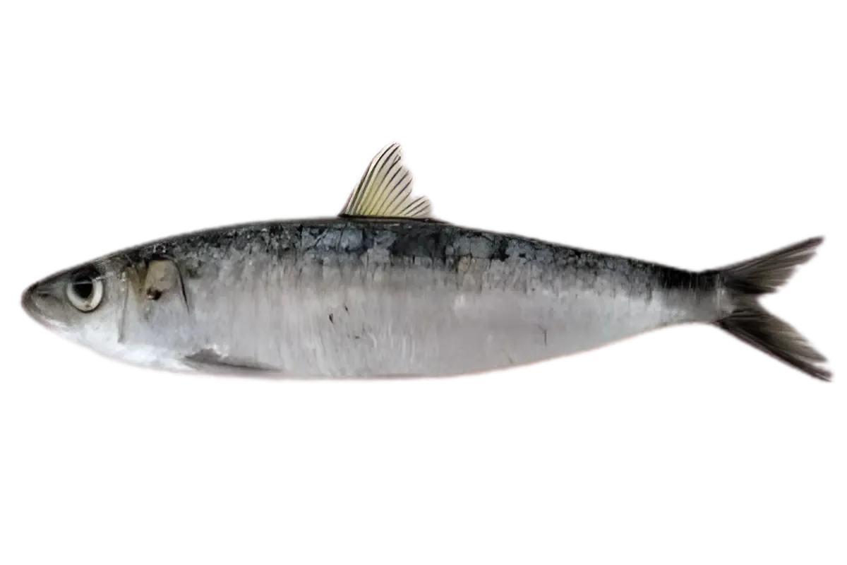 Σαρδέλα (Sardina pilchardus)