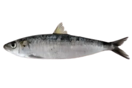 Sardine