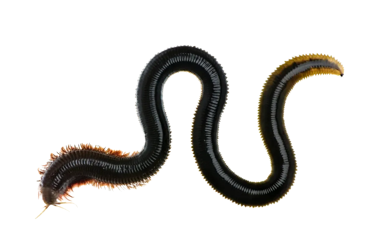 Tube Worm (Diopatra neapolitana)