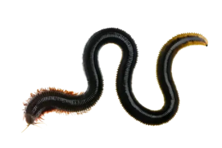 Tube Worm