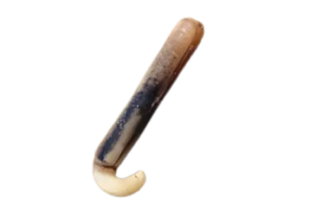 Razor Clam