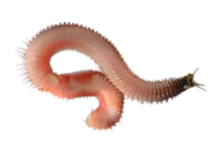 Rockworm