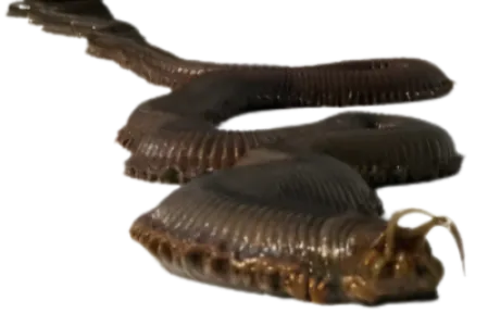 Pharaoh Worm