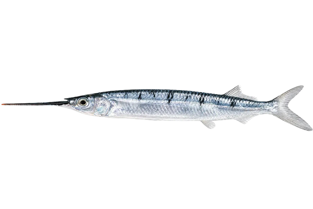 Μισοζάργανο (Hemiramphus far / Hyporhamphus affinis / Hyporhamphus picarti)