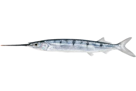Halfbeak
