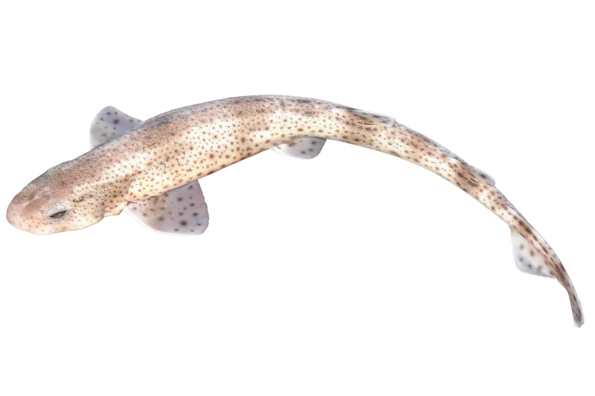 Nursehound (Scyliorhinus stellaris)