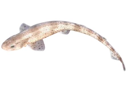Nursehound