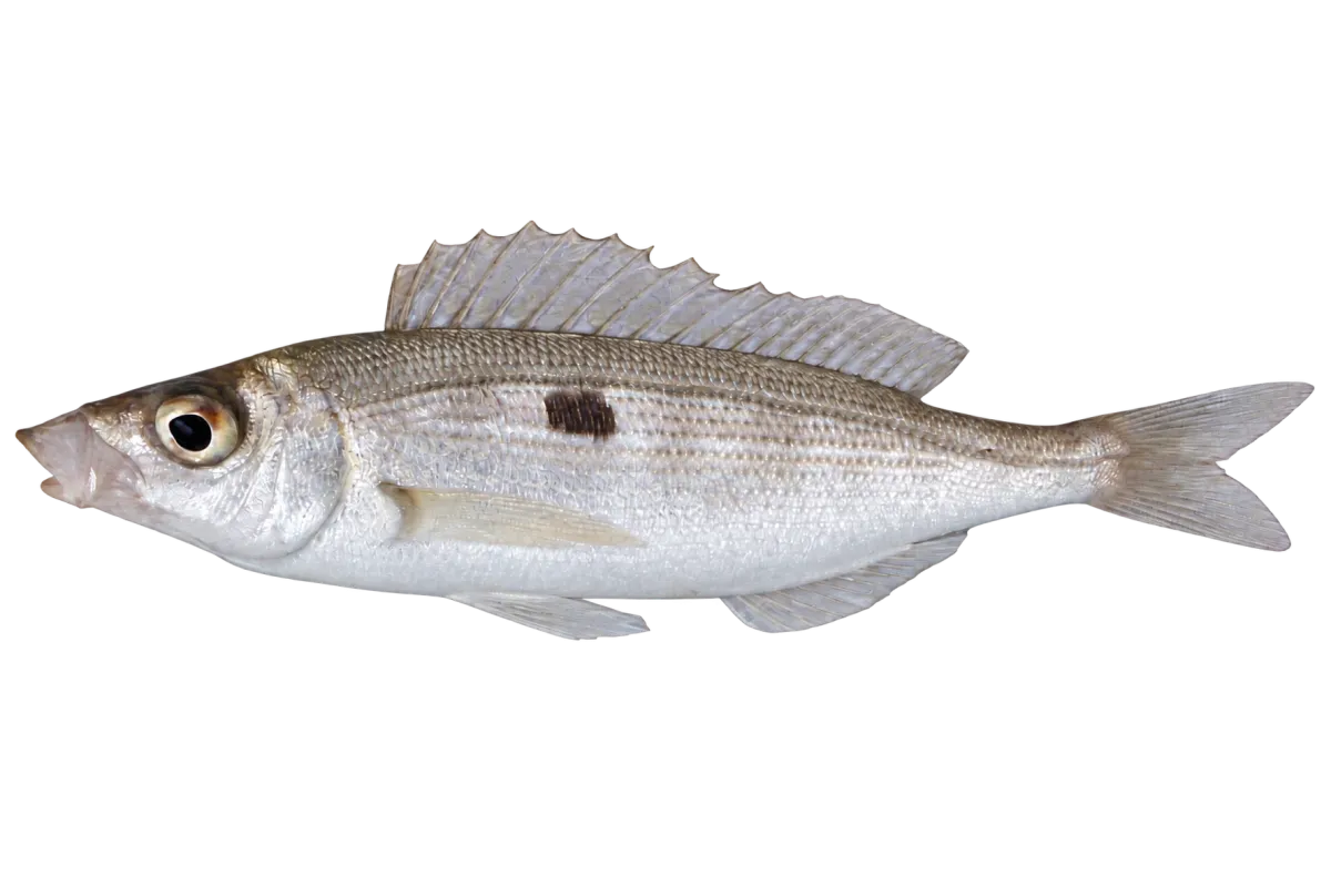 Picarel (Spicara smaris)