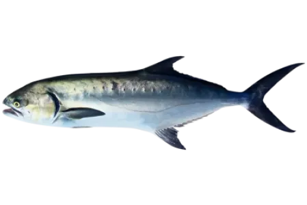 Leerfish