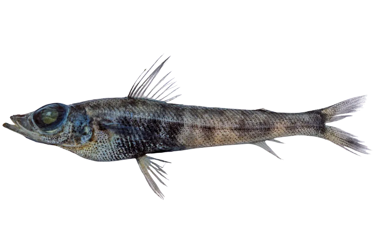 Shortnose Greeneye (Chlorophthalmus agassizi)