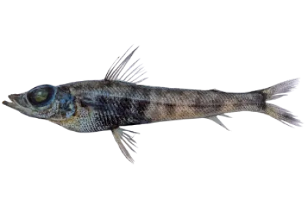 Shortnose Greeneye