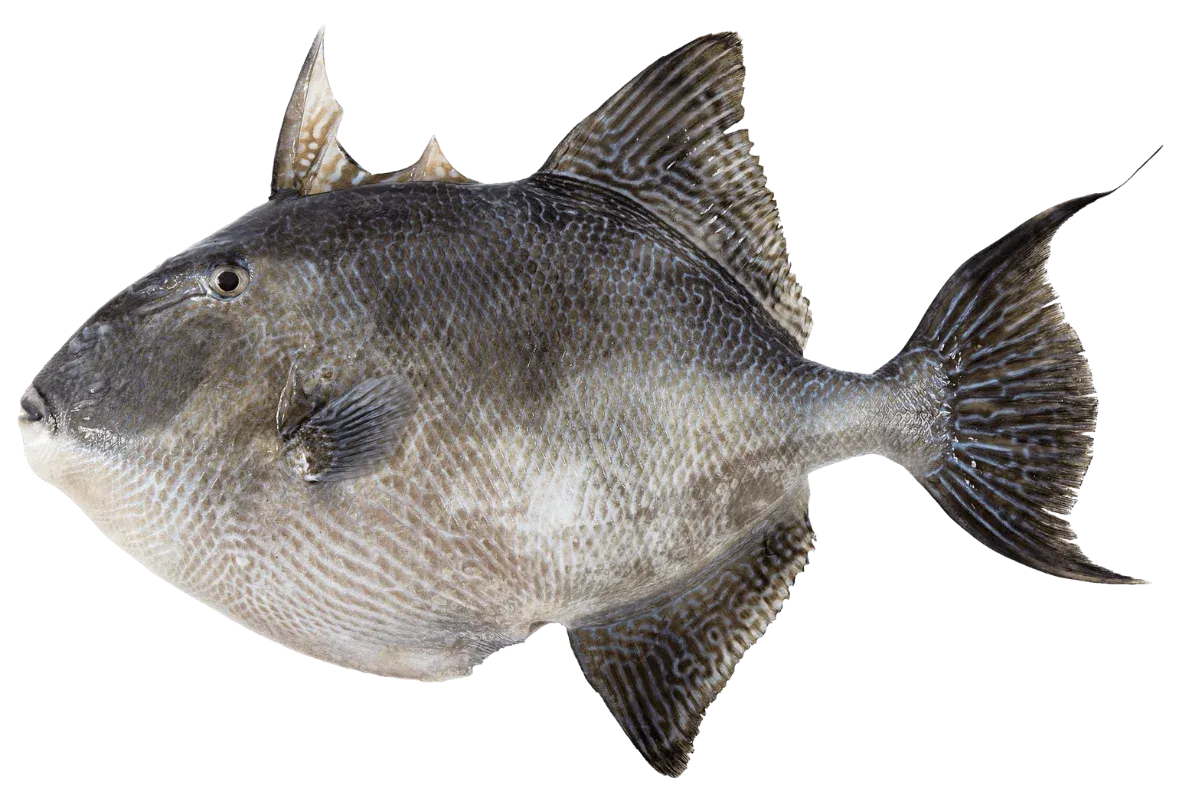 Grey Triggerfish (Balistes capriscus)
