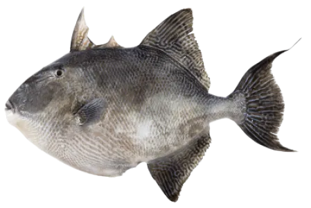 Grey Triggerfish