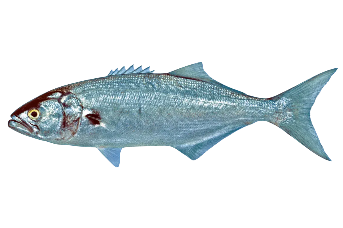 Bluefish (Pomatomus saltatrix)