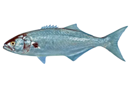 Bluefish