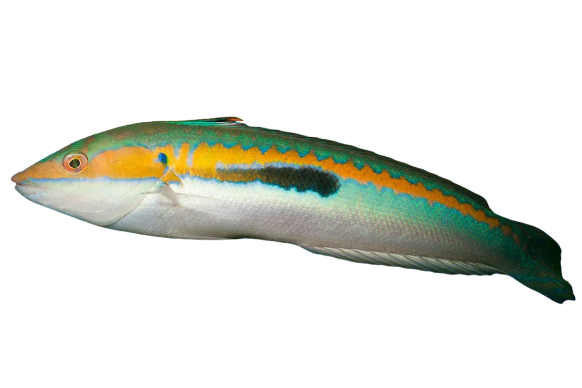Mediterranean Rainbow Wrasse (Coris julis)