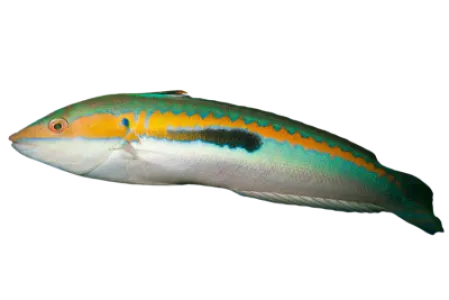 Mediterranean Rainbow Wrasse